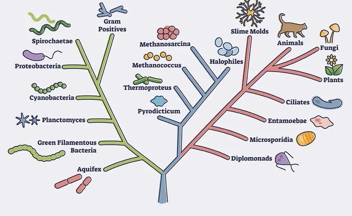 tree-of-life.jpg